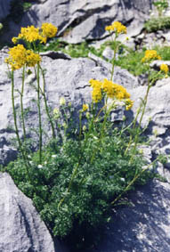 Senecio adonifolius